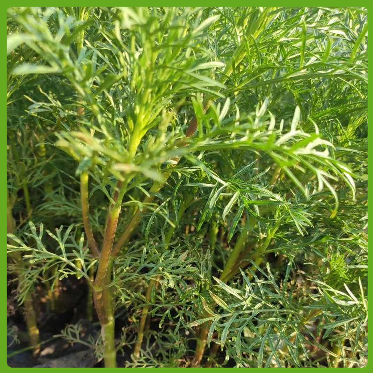 基地供应 波斯菊 波斯菊基地 波斯菊幼苗