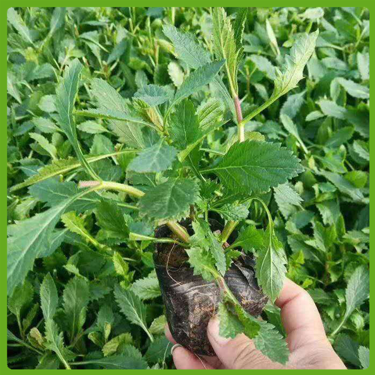青州马鞭草批发 耐寒马鞭草 柳叶马鞭草花卉苗