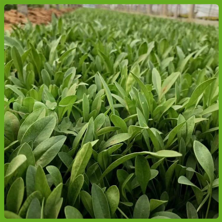 泳泽花卉 金鸡菊基地 青州基地金鸡菊价格