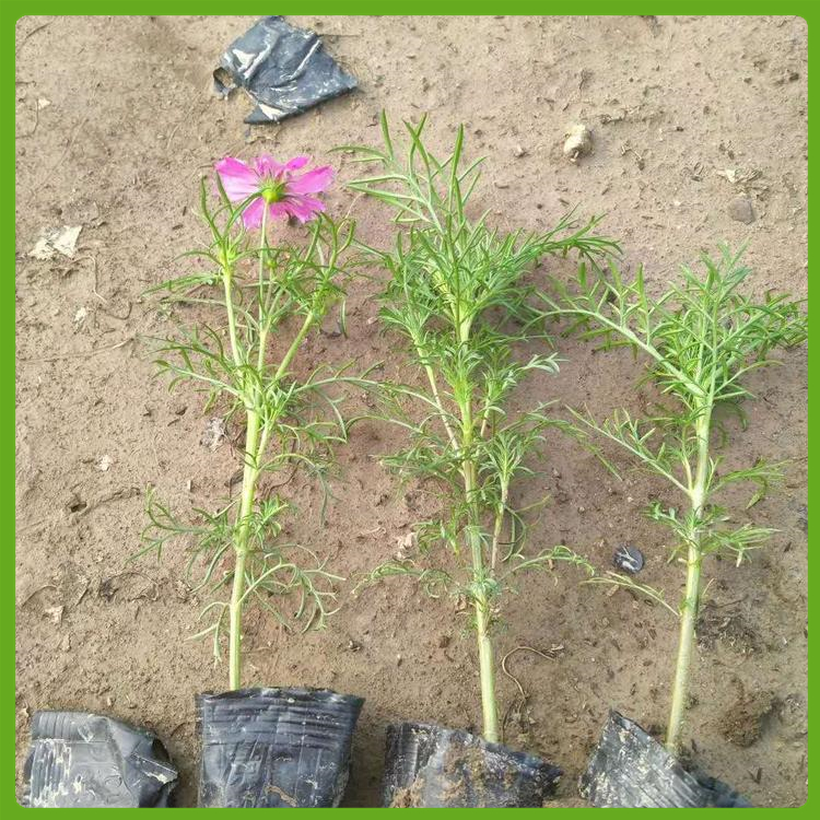 波斯菊种植基地 陕西波斯菊价格 长势好发货快