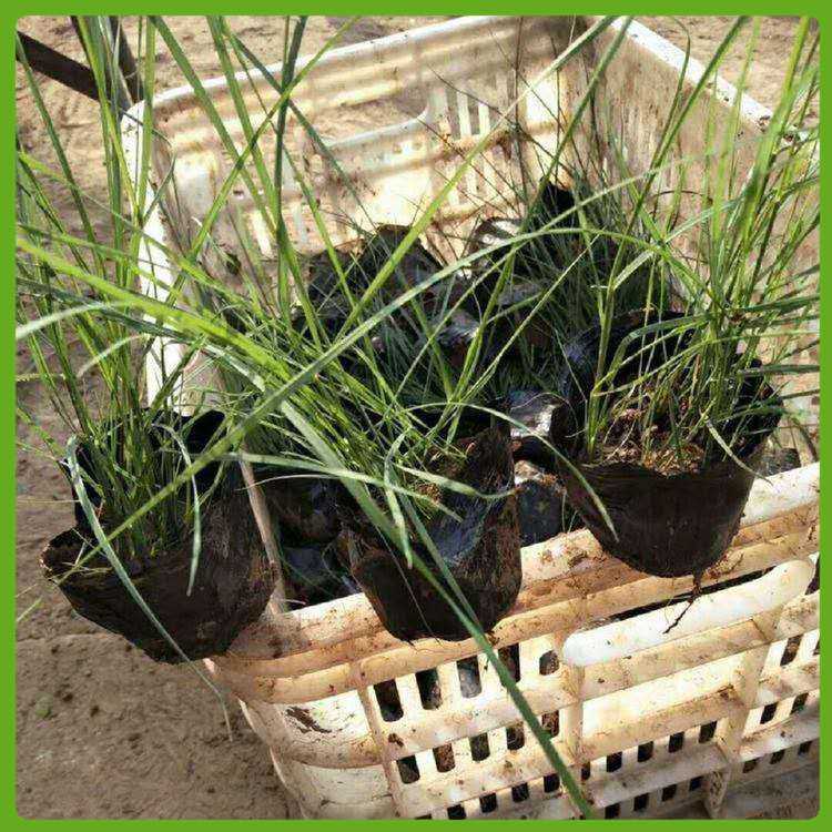 泳泽 观赏用 粉黛乱子草种植基地 粉黛乱子草小苗