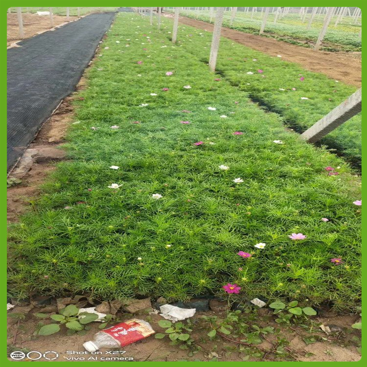 基地报价 波斯菊穴盘苗 江西波斯菊种植