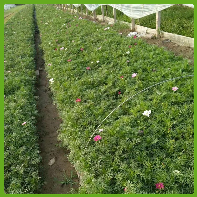 大量批发 波斯菊小苗 上盆苗 保定波斯菊