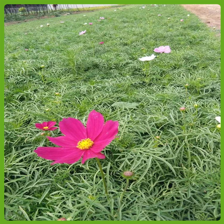 波斯菊花卉种苗基地 淄博波斯菊 欢迎团体大量订购