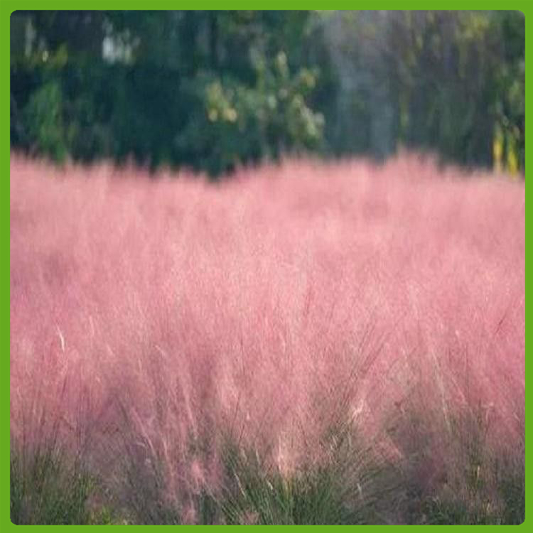 批发花海苗 河北粉黛乱子草 粉黛乱子草种植批发
