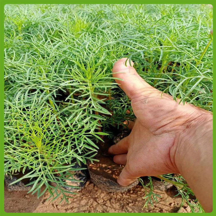 西安波斯菊 波斯菊批发 泳泽波斯菊种植基地