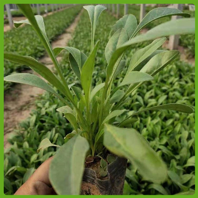 金鸡菊小苗供应 园林观赏用金鸡菊 多种花色