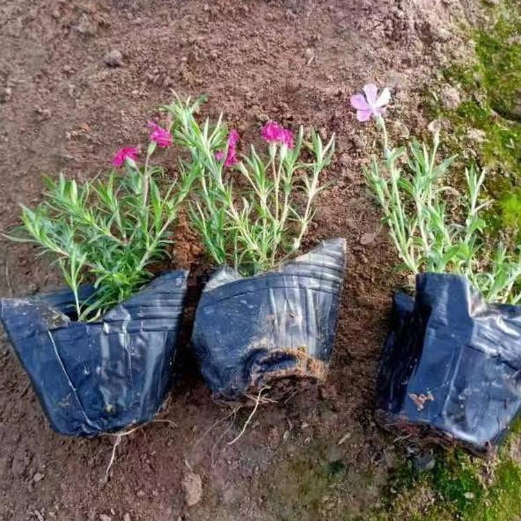 苗圃直发芝樱 芝樱基地 报价合理