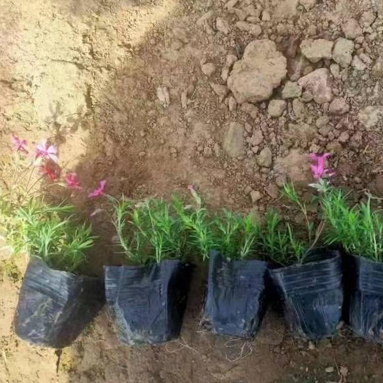 芝樱小苗供应商 久顺供应芝樱小苗 大量供应