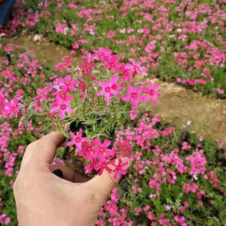 山东丛生福绿考 丛生福绿考培育基地 期待您的到来