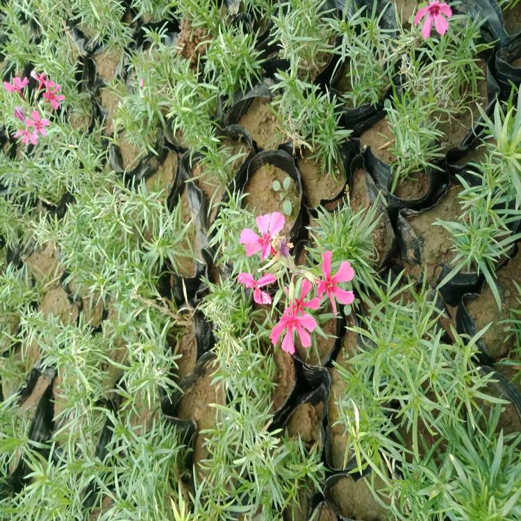 丛生福绿考基地 苗圃直发丛生福绿考 大量供应