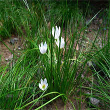 基地供应葱兰 红花葱兰花期 葱兰量大优惠