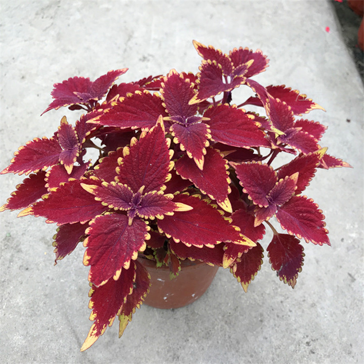 花境打造彩叶草供应 量大从优 江瑞园艺 彩叶草大量种植