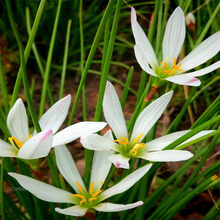 红花葱兰青州苗圃供应 白花葱兰多年生花卉 江瑞花卉
