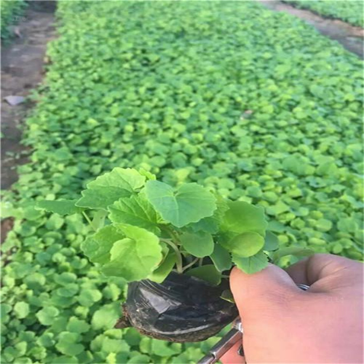 花境种植大花秋葵基地 山东苗圃大花秋葵大量种植 欢迎选购