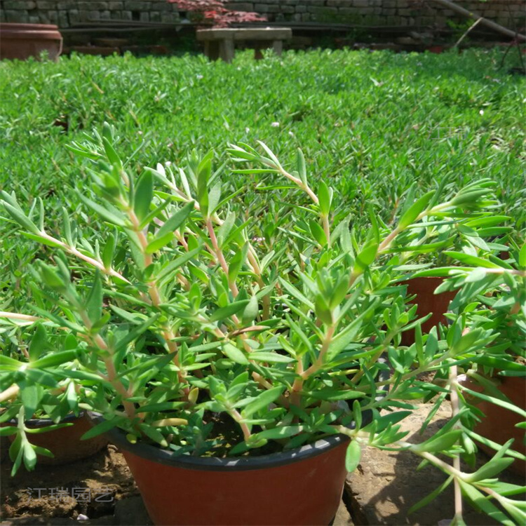 垂盆草地被绿化 垂盆草图片 垂盆草种植方法