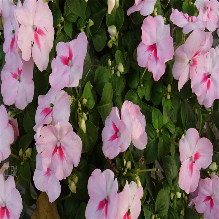 非洲凤仙花境打造花卉 非洲凤仙产地报价 江瑞