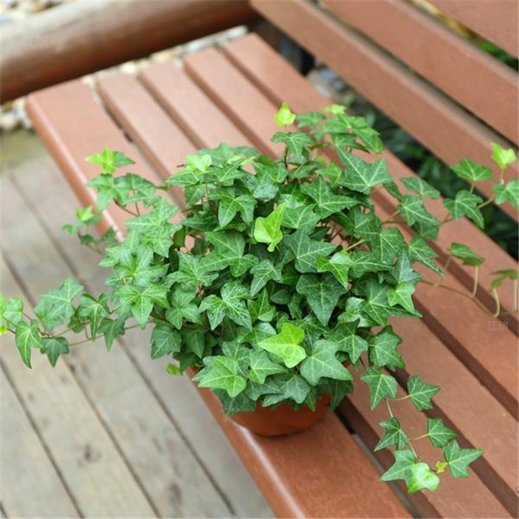 常春藤产地报价 常春藤室外庭院观赏植物 江瑞