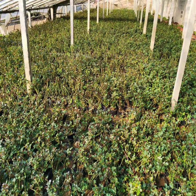 大花月季花期长 大花月季现货上车价 大花月季适应能力强