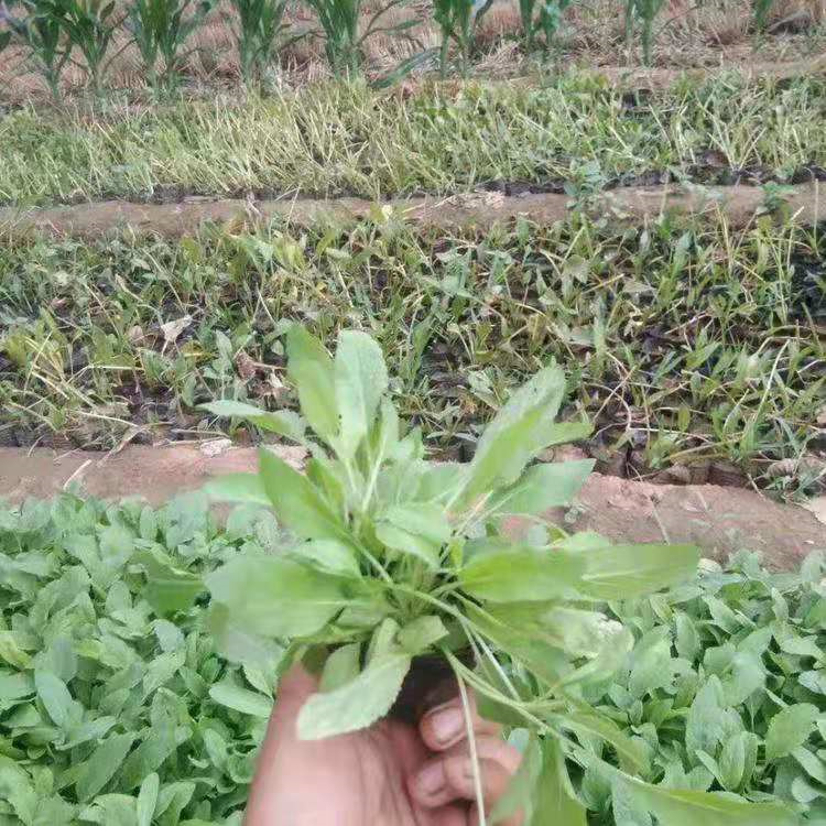 花海打造地被鼠尾草批发 地被鼠尾草价格合理 欢迎咨询