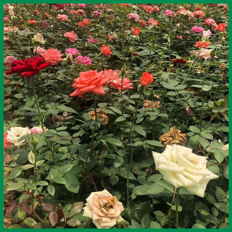 多花色大花月季苗 花香宜人 青州诺森大花月季行情
