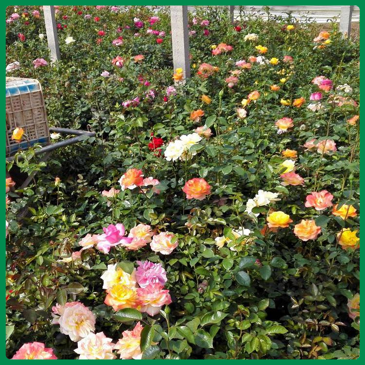 大花月季小苗 大花月季供货商 大花月季苗圃直售