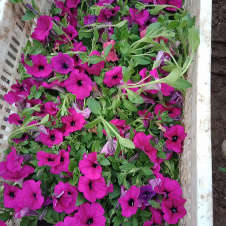 室内观赏盆栽牵牛   垂吊牵牛小苗   多色系观赏花卉