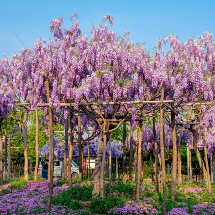 贵州紫藤   紫藤价格   青紫色花卉 观赏性好