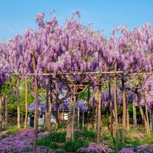 贵州紫藤   紫藤价格   青紫色花卉 观赏性好