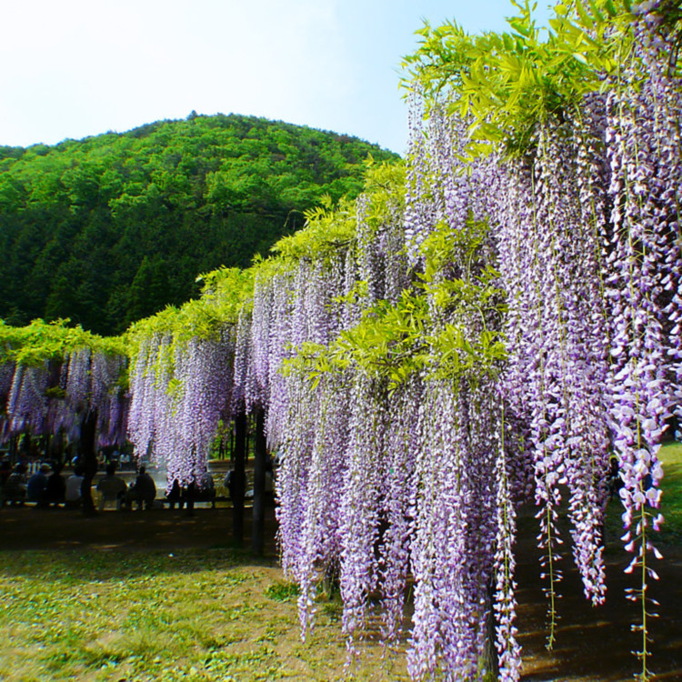 云南紫藤   4公分紫藤小苗   青紫色花卉 观赏性好