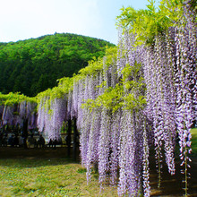 云南紫藤   4公分紫藤小苗   青紫色花卉 观赏性好