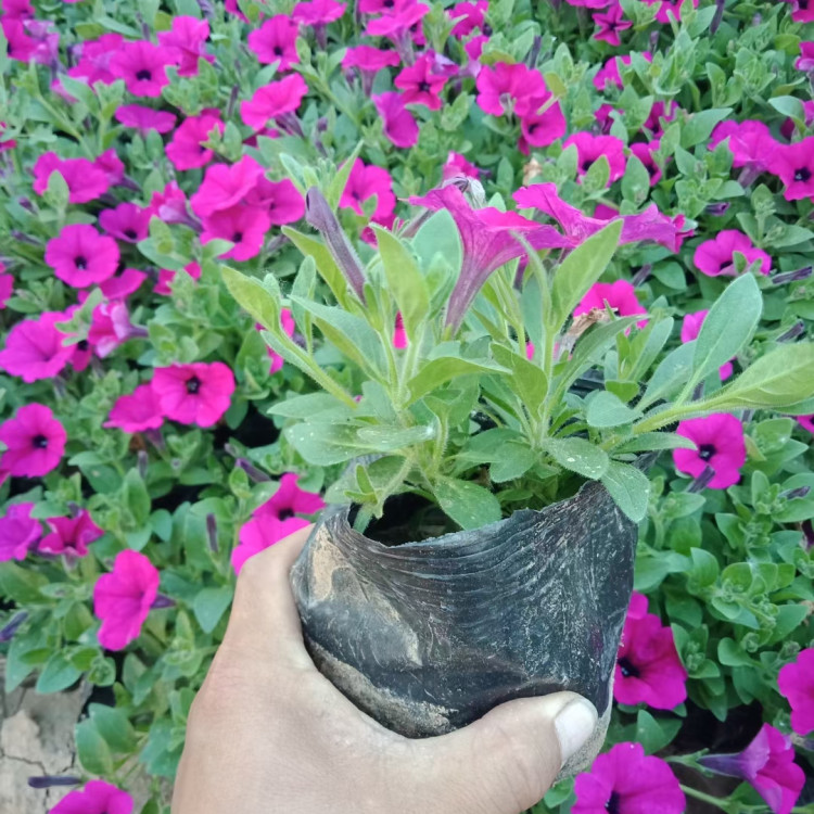 矮牵牛培育   多色系垂吊牵牛   花期长色彩丰富