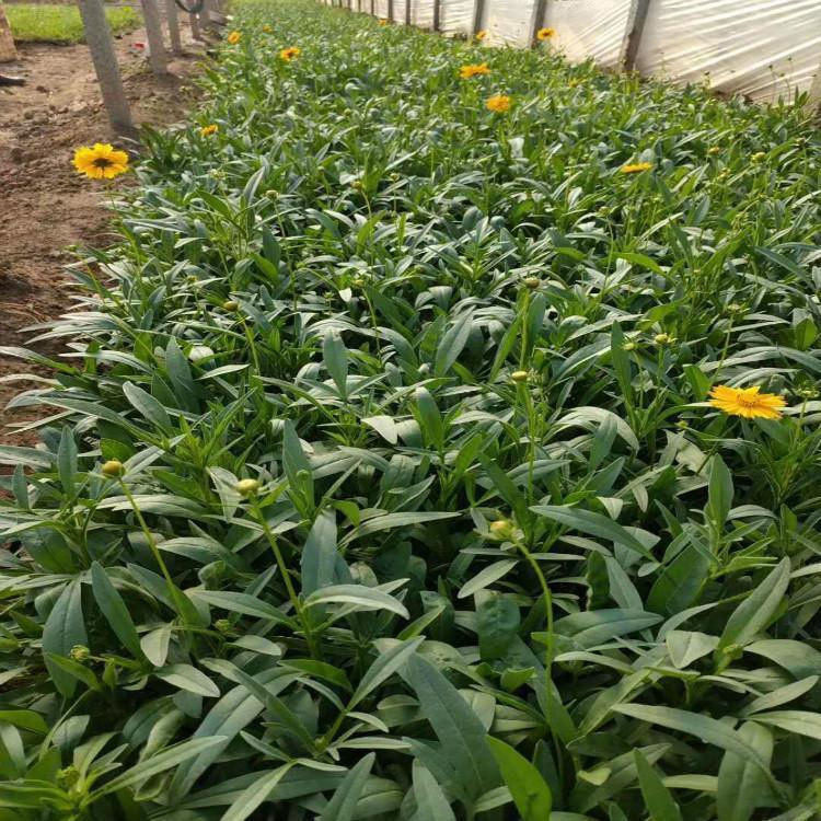 大量供应金鸡菊 金鸡菊基地  金鸡菊耐寒耐旱