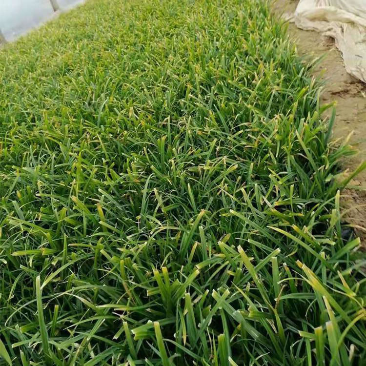 大面积崂峪苔草观赏  崂峪苔草种植基地  欢迎实地选苗
