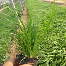 丛生草坪色块崂峪苔草  崂峪苔草批发  根系发达生长旺盛