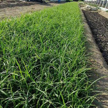 大面积崂峪苔草观赏  崂峪苔草基地  欢迎实地选苗