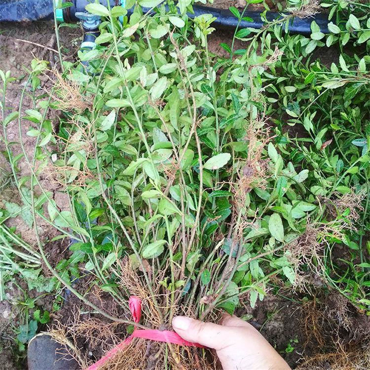 大量出售大叶扶芳藤  大叶扶芳藤供应  叶片光泽感好 优美耐看