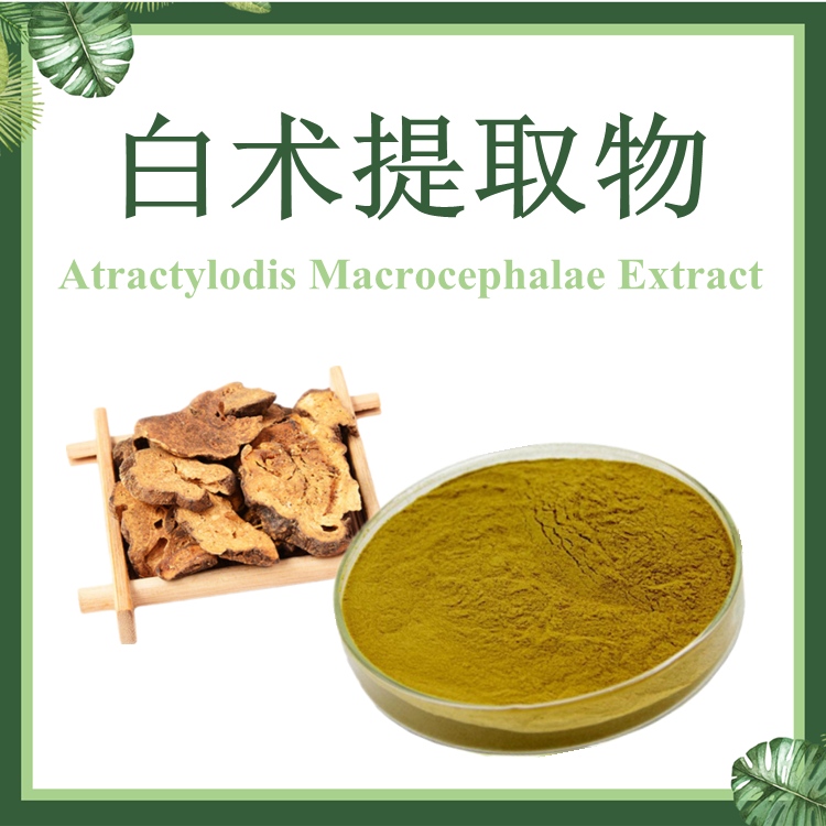 白术提取物10：1 冬白术提取物  片术提取物
