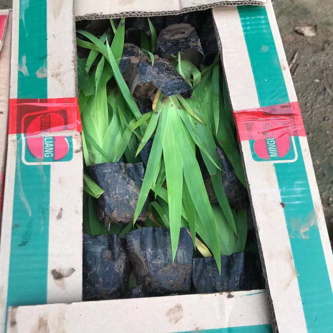 老鸢尾小苗批发种植基地 美艺花卉 大量供应老鸢尾