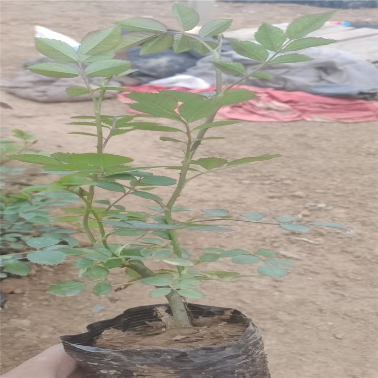 山东月季苗圃供应丰花月季 丰花月季绿化占地均可 江瑞