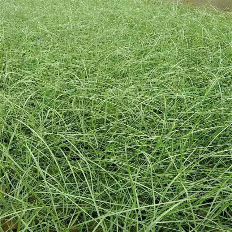 花境打造粉黛乱子草 粉黛乱子草耐寒 耐旱 易成活
