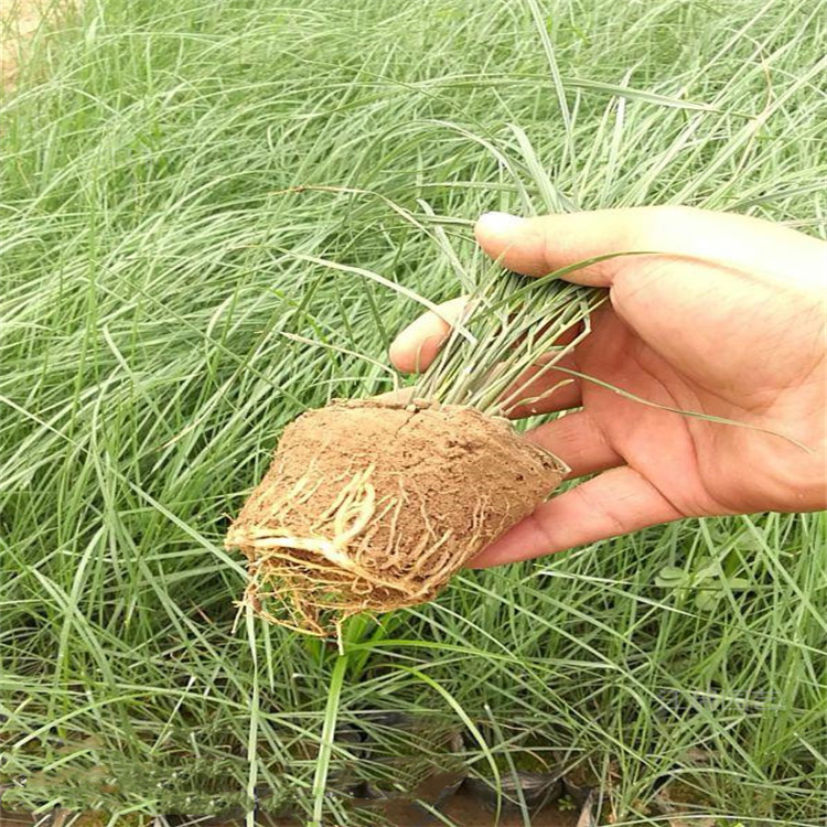 花海打造粉黛乱子草 粉黛乱子草生长旺盛 江瑞观赏草