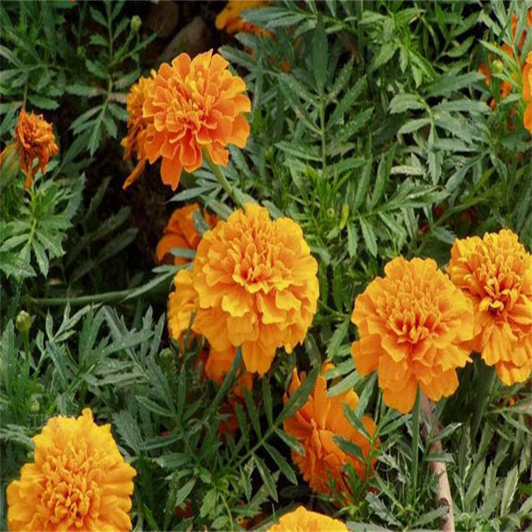 花海打造孔雀草批发 孔雀草产地报价 欢迎选购