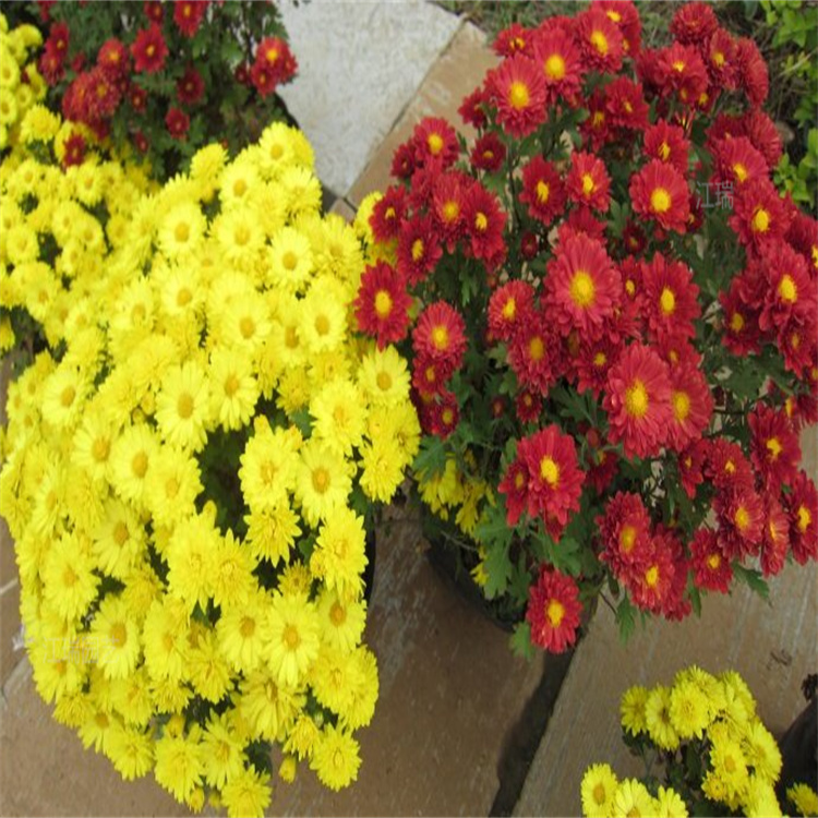 组摆造型国庆菊供应 花境打造国庆菊 九月菊颜色全