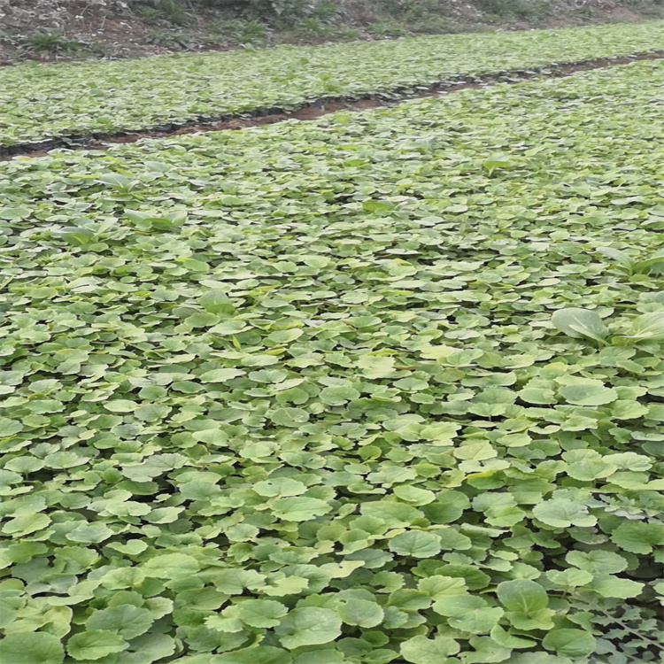 青州苗圃二月兰批发 二月兰产地报价 二月兰种子一斤发货