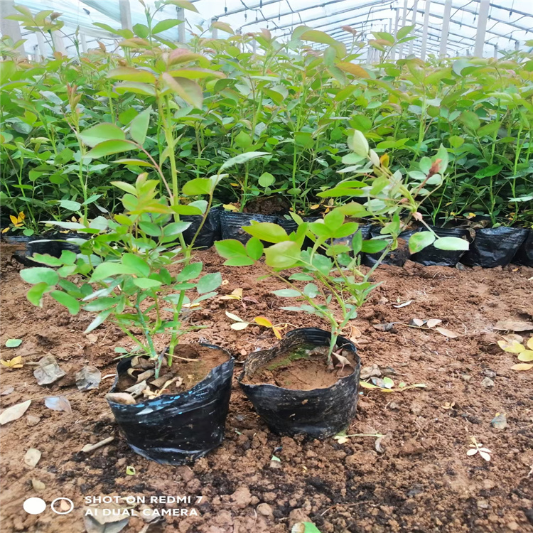 花境打造丰花月季杯苗 移植易成活 江瑞月季基地