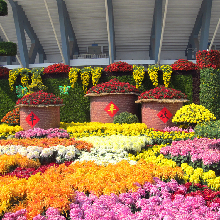 花海打造菊花供应 造型菊花种植基地 质优价廉