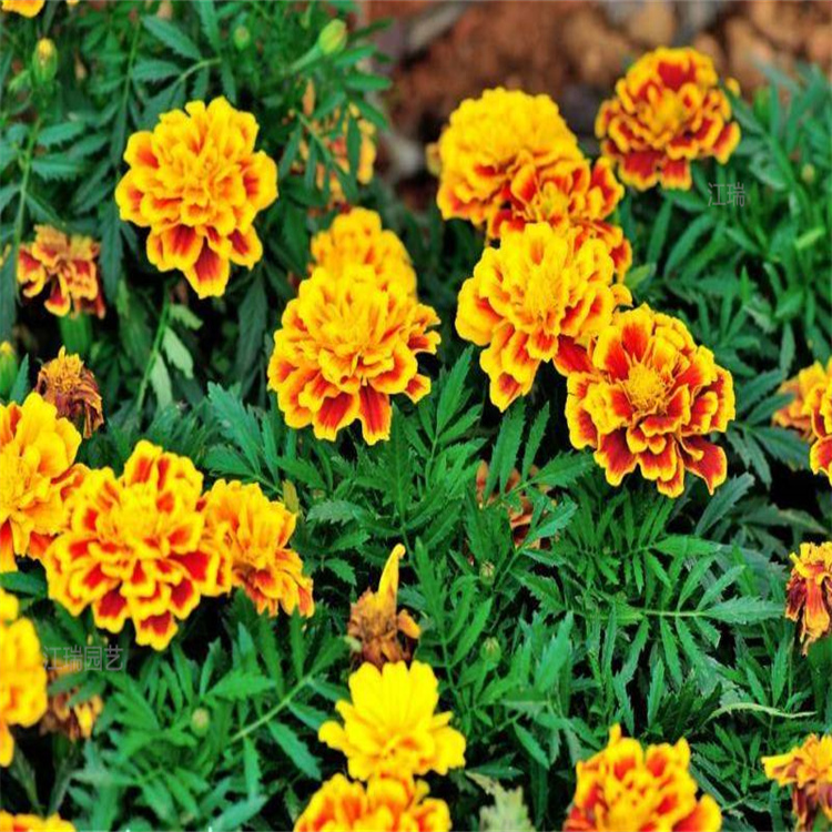 花境打造花卉孔雀草 质优价廉 江瑞园艺 移植易成活