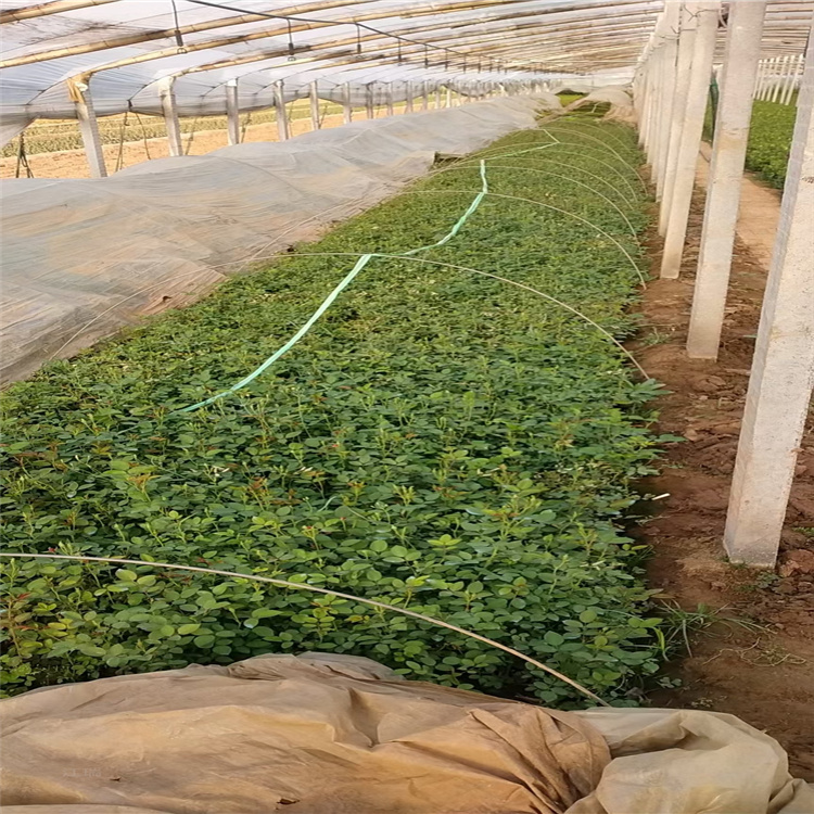 丰花月季耐旱 耐寒 移植易成活 丰花月季量大从优 欢迎选购