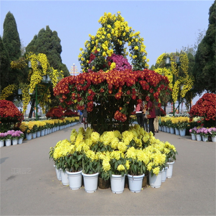 造型国庆菊设计 造型菊花基地 球菊批发 江瑞